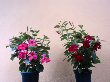  Mandevilla splendens